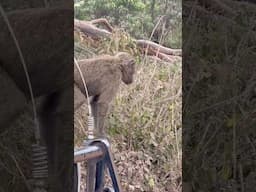 Cheeky Baboons Entertaining Themselves