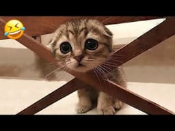 New Funny Animals 2024 😂 Funniest Cats and Dogs Videos #165