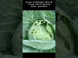 Stop cabbage worms from destroying your garden #gardening #garden