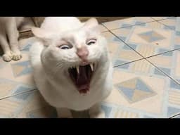 screaming cat