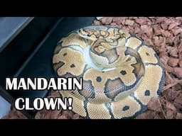 SURPRISE MANDARIN CLOWN CLUTCH !