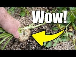 Harvesting Fresh Celeriac and Chard from My Garden