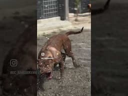 Real bandog stamina!