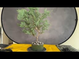 Leyland cypress Bonsai Demo. Part 1