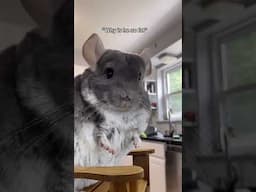 👀 🐭 #chinchilla #notfunny #pets #shorts