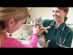 Happy Cat, Happy Vet Visit - Tips to Prepare Your Cat For Vet Visits!