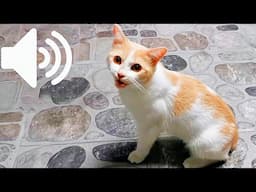 1 HOUR FEMALE CAT IN HEAT MEOWING MATE CALLING - PRANK YOUR PET