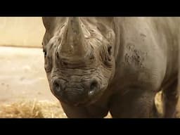 Behind the Scenes at Chester Zoo | Our World