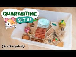 Set Up A Quarantine Cage With Me! 🏠🐹 (with a surprise! 😮)