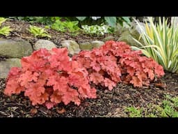 Series Of The Week November 18-24: Primo® & Dolce® Heuchera (25% Off)