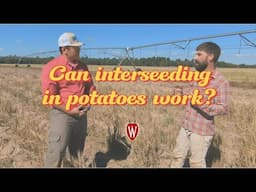 Ag Water Quality Research: Interseeding in Potatoes with Dr. Masarik