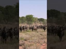 Herd of wildebeest #wildlife