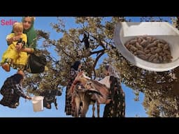 Parvaneh's efforts to collect acorns in the mountains and sell them to pay for the house