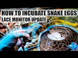 HOW TO INCUBATE SNAKE EGGS ~ LACE MONITOR UPDATE Paul Stingray Reptile Room