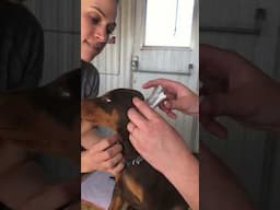 Doberman puppy ear taping