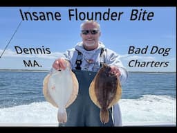 Insane Flounder Bite-Bad Dog Charters-Dennis MA