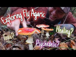 Exploring the Fly Agaric: Nature's Magical Fairytale Mushroom 🍄 (Amanita muscaria)