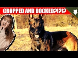 WHY ARE BELGIAN MALINOIS CROPPED AND DOCKED?