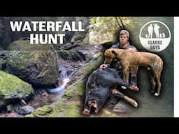 WILD HOG HUNT WITH DOGS! It dragged them over the waterfall!