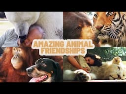 Animal Adventures: The Fascinating World of Animal Connections