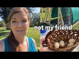 Not my Friend (Chicken Update) | Large Family Vlog