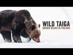 3 DAYS with BROWN BEARS in the snow