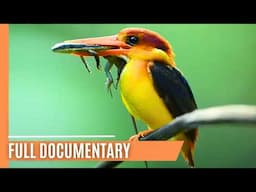 The Amazon of the East  - Borneo’s River of Life | Full Documentary