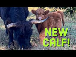 Mousse’s new bull calf!