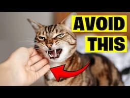 12 Mistakes You Make While Petting Your Cat!