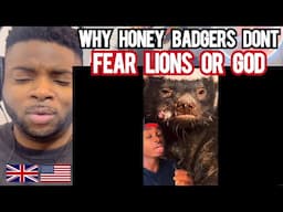 Brit Reacts To WHY HONEY BADGERS DONT FEAR LIONS OR GOD!