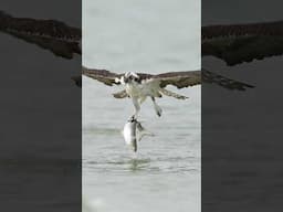 Osprey struggles with huge fish. Shot on the Sony A1 ll.