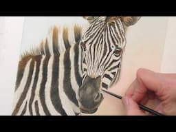 Zebra in Watercolor, Step-by-Step