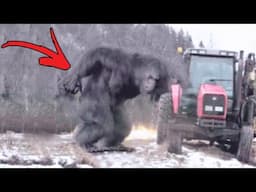 Rare Bigfoot Sightings That Will Leave You Convinced