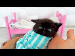 Rescue the Smallest Kitten Ever! The SMALLEST Kitten Found a New Home!