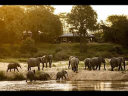 A Day In The Life on Safari at Mala Mala Game Reserve - Sabi Sands, South Africa / African Safari