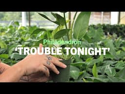 Philodendron ‘Trouble Tonight’ | A BRAND NEW Philodendron Hybrid!