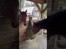 Expectation Vs Reality of Co-Eating #horses #shorts #expectationvsreality