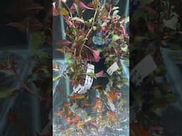 Red Cherry Tetra - Best Fish at Aquashella? #fish #fishtank #aquarium #fishkeeping