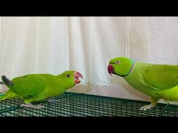 Baby Parrot Asking for Food - Baby parrot natural sounds