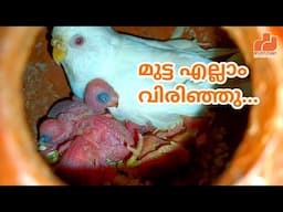 കിളിക്കുട്ടിൽ മുട്ടകൾ വിരിഞ്ഞു 🐣 | Budgies & Finches Breeding Video In Malayalam | MY PET PLANT