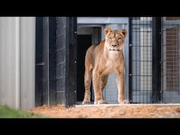 Rescued lioness Yuna steps on grass for the first time in her life…