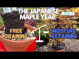 Japanese Maples: What’s the right compost for YOUR trees?