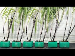 Recycle plastic containers to grow sugarcane at home without a garden