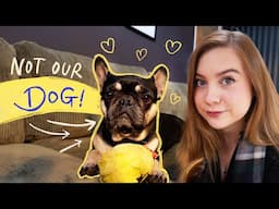 Cosy Dog Sitting in the UK | Full time Vanlife