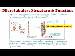 Microtubules | Structures and Functions