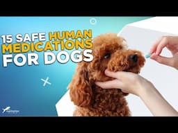 15 Safe Human Medications for Dogs