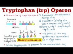 Trp Operon | Principle and Mechanism