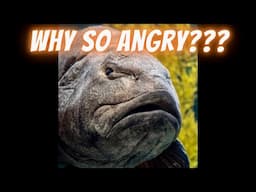 Best tip pros will not tell you for post frontal, angry, grumpy bass! Lake Fork Bass Fishing tips!