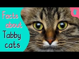 Top 10 Facts about Tabby Cats | Furry Feline Facts