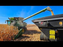 Phenomenal Corn Harvest